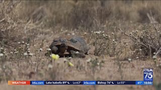 Joshua Trees Desert Tortoises Facing New Set Of Challenges As Experts Fear Risk Of Extinction
