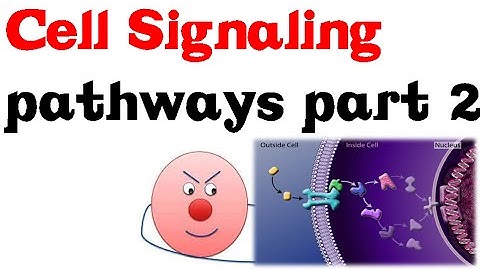 Cell Signaling Pathways part 2