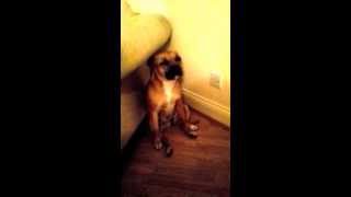 Lola The Staffy- Falling Asleep Sitting Up