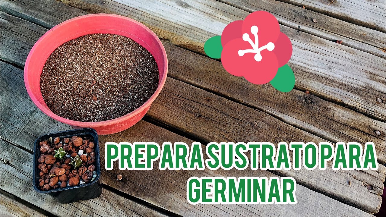SUSTRATO para GERMINAR cactus/ sustrato para semilleros 🌵