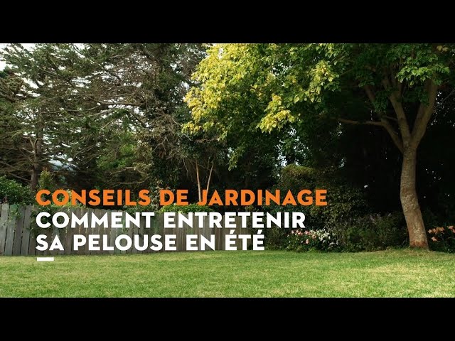 Entretien du gazon en été | Conseils de jardinage STIHL