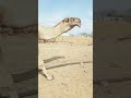 Funny Camel Video Shorts