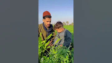 علي عايز يتجوز زي سبعاوي 