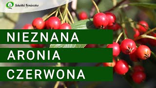 Aronia Czerwona - piękny i nieznany krzew owocowy do każdego ogrodu