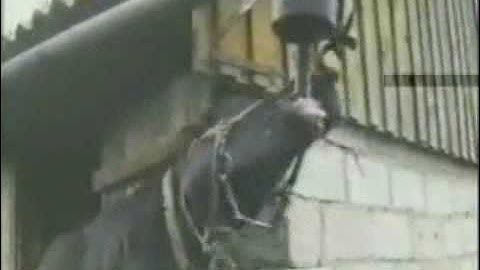 Video clip- Cười không ngậm được miệng.flv