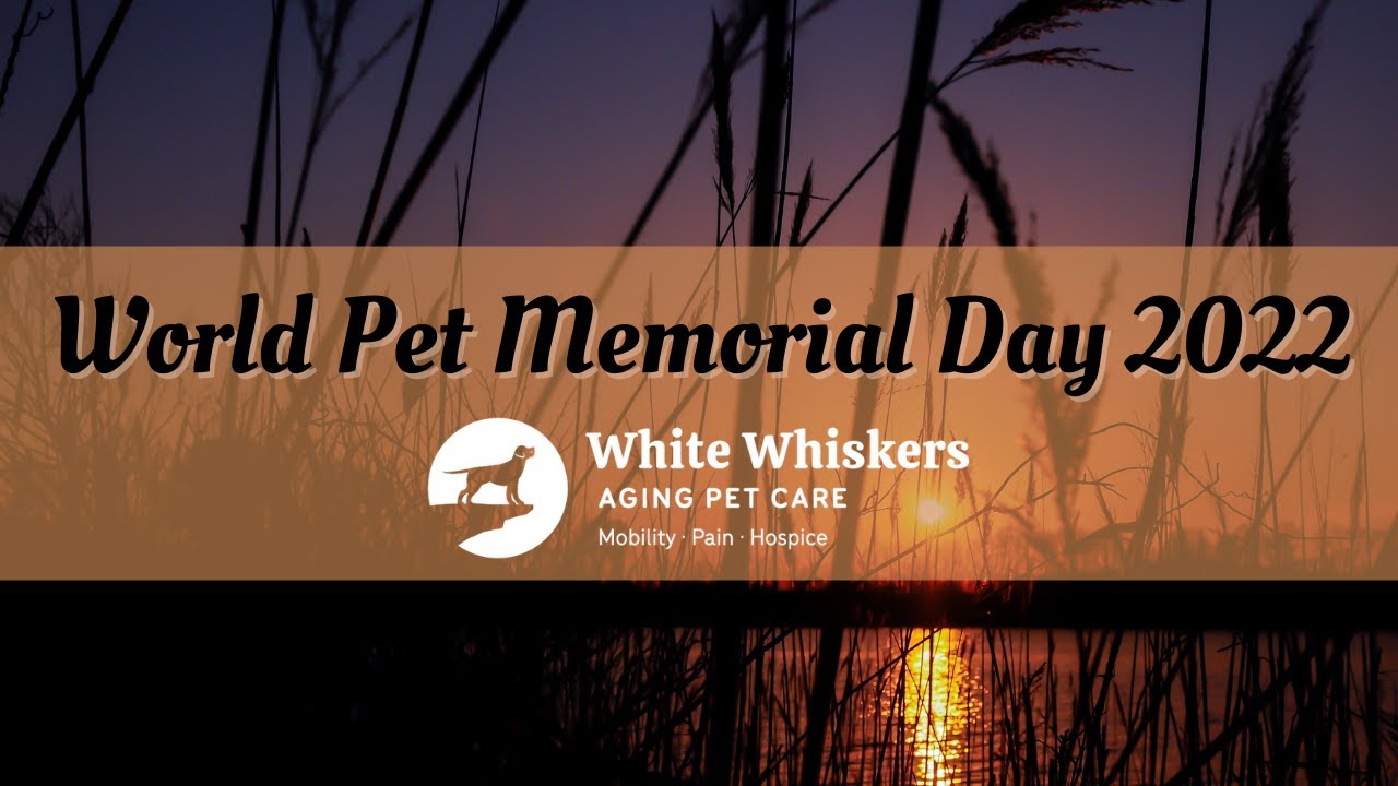 World Pet Memorial Day 2022 YouTube