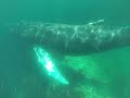 Humpback Feeding Under Stan S Kayak In Church Humpback Feeding Under Stan S Kayak In Church