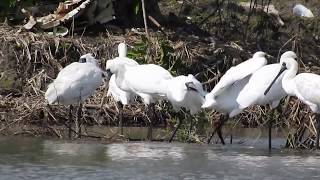 1061122宜蘭塭底黑面琵鷺（Platalea minor）