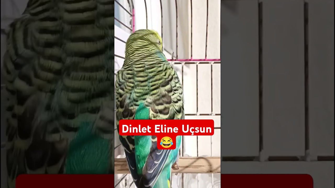 Dinlet Eline Uçsun #muhabbetkuşufıstık #birds #muhabbetkuslari #muhabbetkuşu #kuslar #parrot #budgie