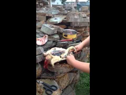 Cleaning a snapping turtle. (Very graphic). Part 1