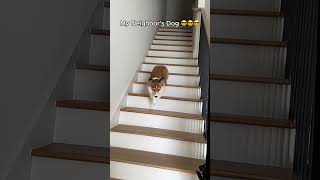 My Neighbor's Dog vs My Dog 😂😂😂