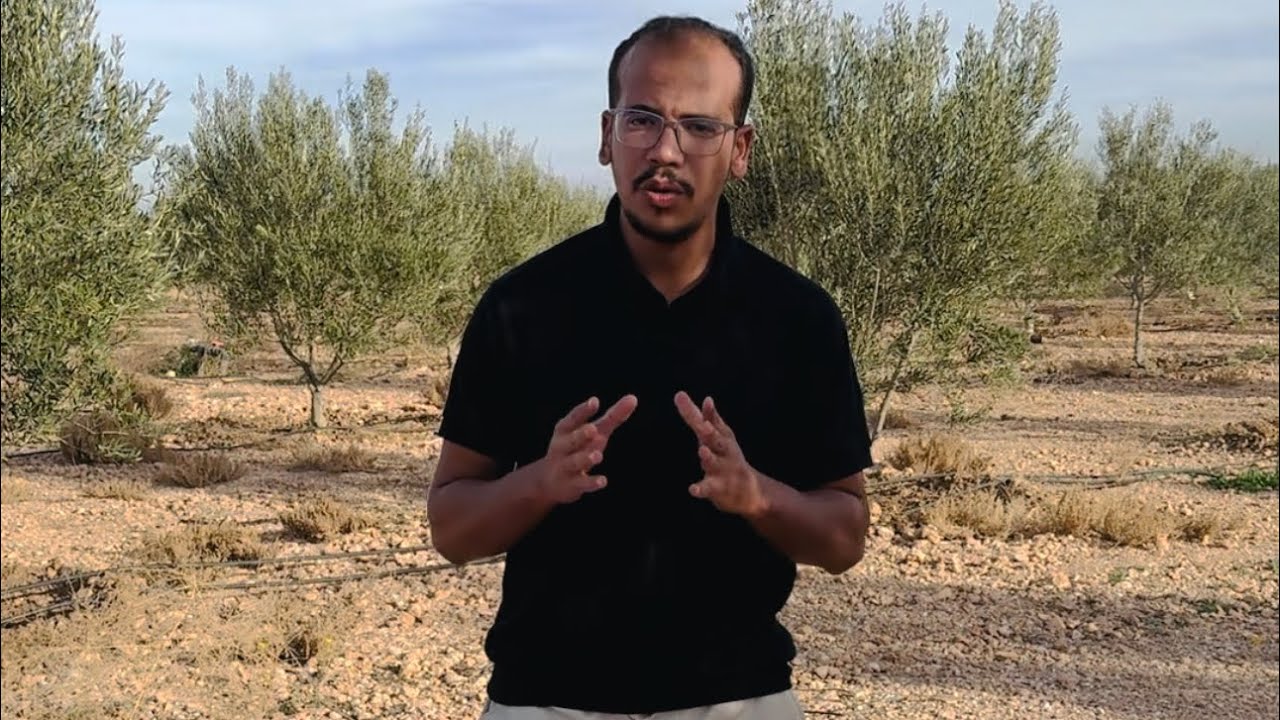 أساسيات الاستثمار في زراعة الزيتون/دراسة المشروع