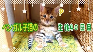 【生後40日目】子猫のヤンチャに母猫お疲れ。ベンガル猫ベルの子猫の成長記録