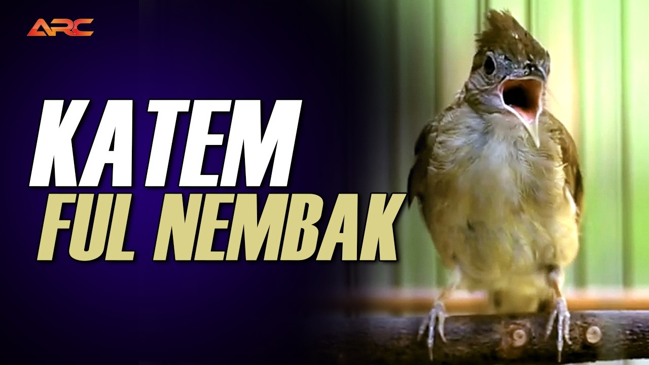 KAPAS TEMBAK GACOR SUPER NGEREN AK 47