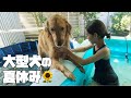 【大型犬とプール遊び】愛犬とプールで遊んだ暑い熱い夏休み/petaboo