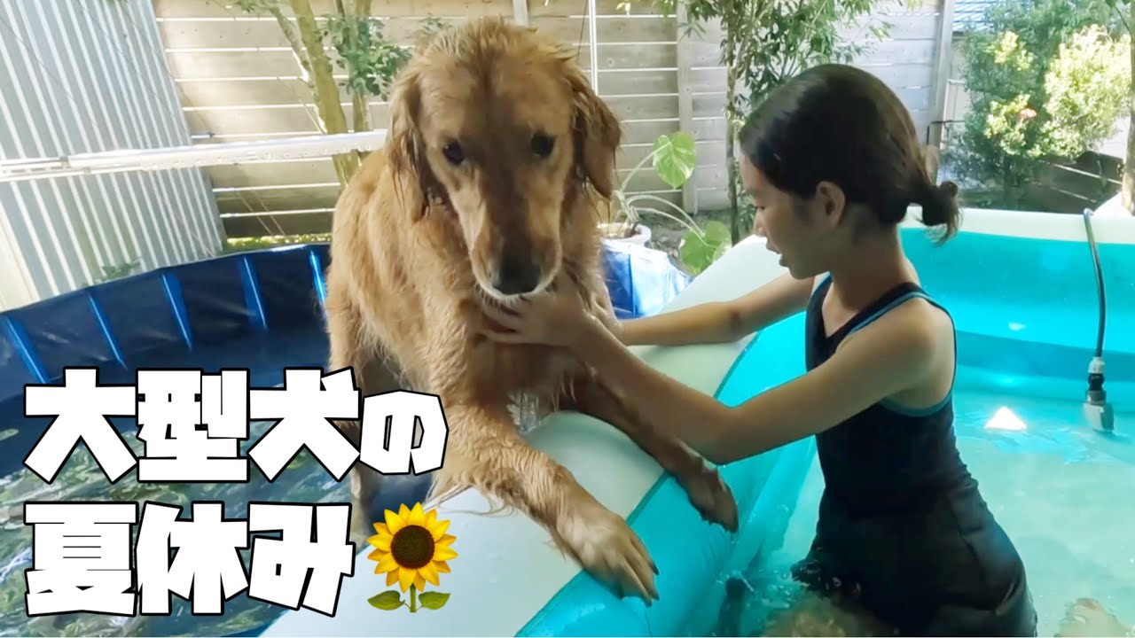 【大型犬とプール遊び】愛犬とプールで遊んだ暑い熱い夏休み/petaboo