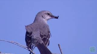 Postcard from texas the mockingbird is state bird of and can be found
throughout most u.s. mexico. it also mimic many other birds an...