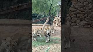 Barbary Lion on the Prowl in Morocco #atlaslions #rabat #travel