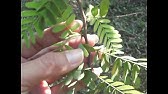 how to grow tamarinds from seed, PLUS time lapse grow at end 