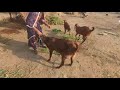 goat treatment in village