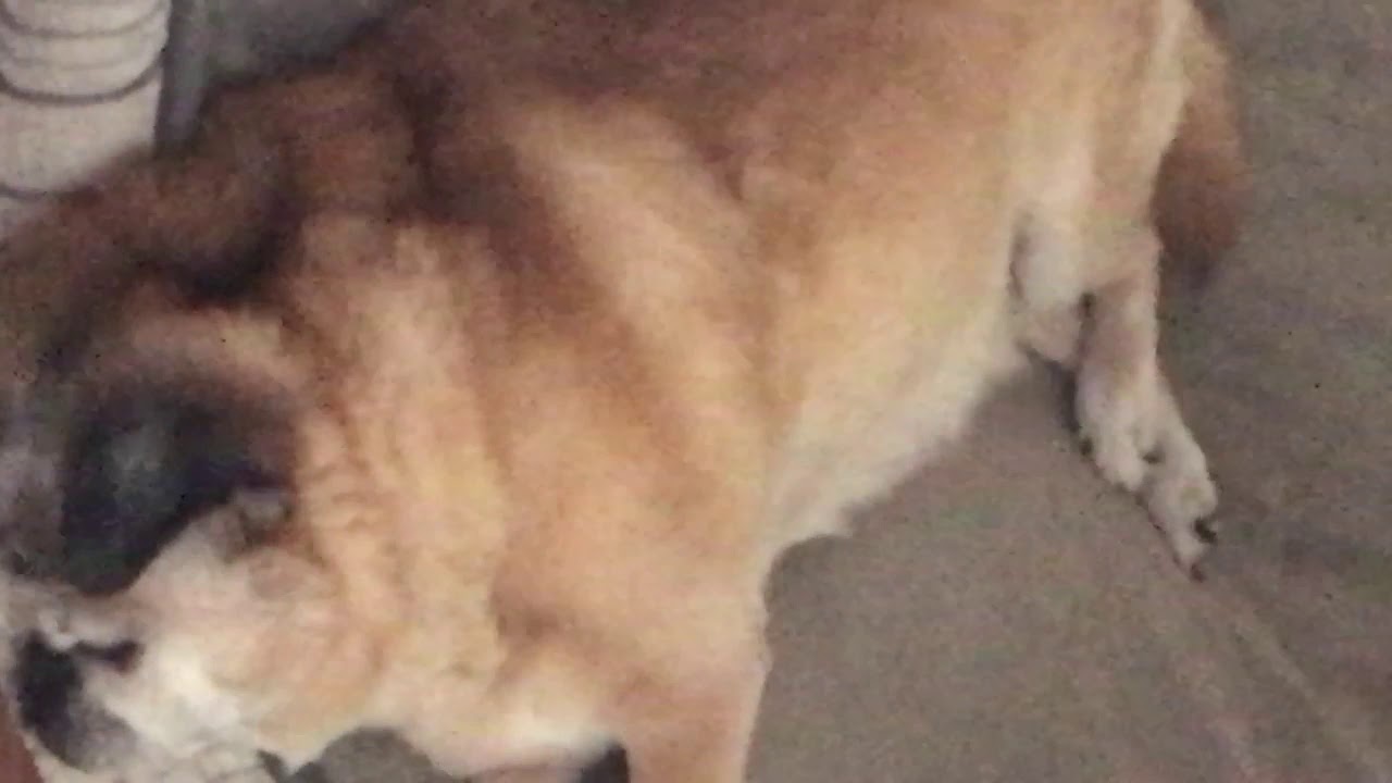 My Dog Goes Poco Loco camera iphone 8 plus apk