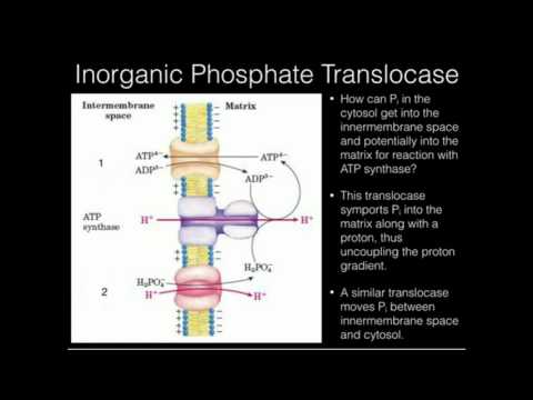 Video: De ce se numește fosfat anorganic?