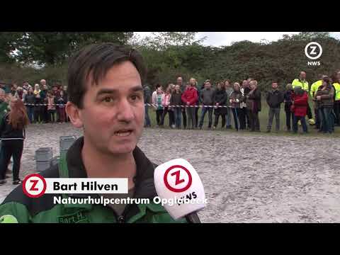 Roofvogels en uilen vrijgelaten op Brunssummerheide