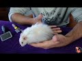 🐹 Hámster de Pelo Largo, Hámster de Angora, Teedy Hamster - Hablemos sobre esta bola de pelo 🐹