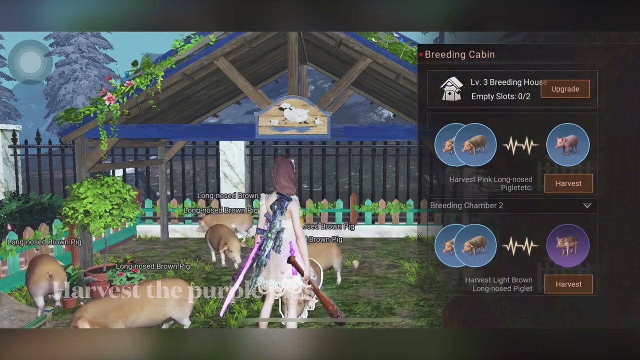 SSR Animals Life After SSR Pigs Life After Breed SSR Animals