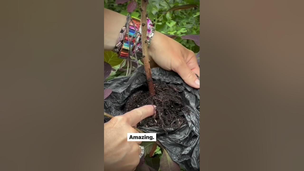 How to propagate Cotinus (smoke bush) YouTube