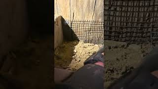 One Way Door For Rats – Rat Exclusion (Toronto)