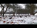 Fieldfares & Redwings Feeding On Fallen Apples In Winter Snow