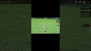 The new AlpexPro A50pl #hikmicro #wildlife #rabbit