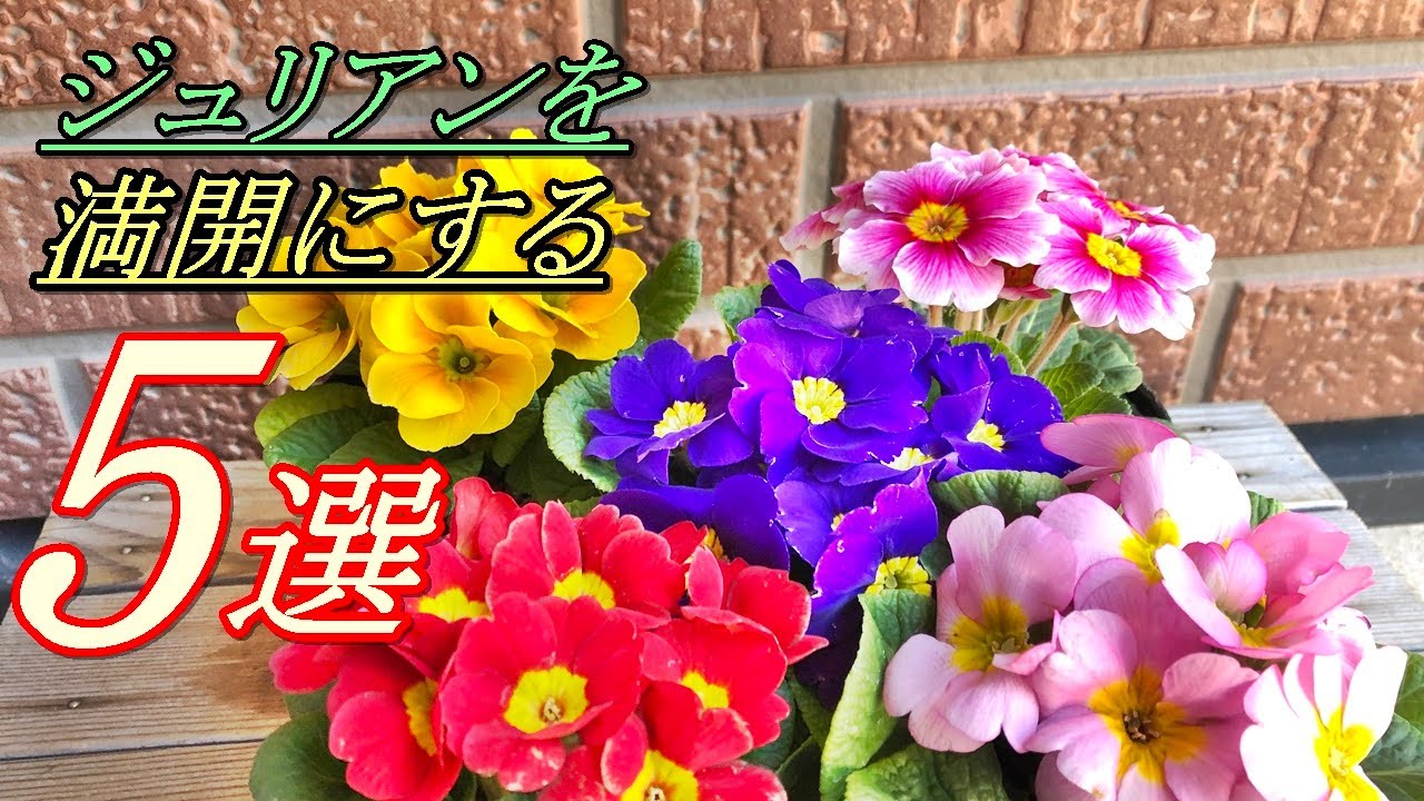 花 ジュリアンの育て方 植え付け Youtube