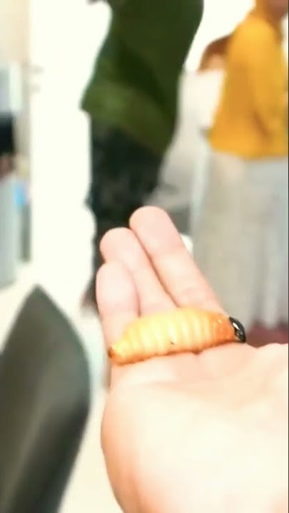 Download lagu TIM RICIS TERIAK-TERIAK MAKAN ULAT SAGU 😂😂 #ricis #thericis #shorts #ricistr