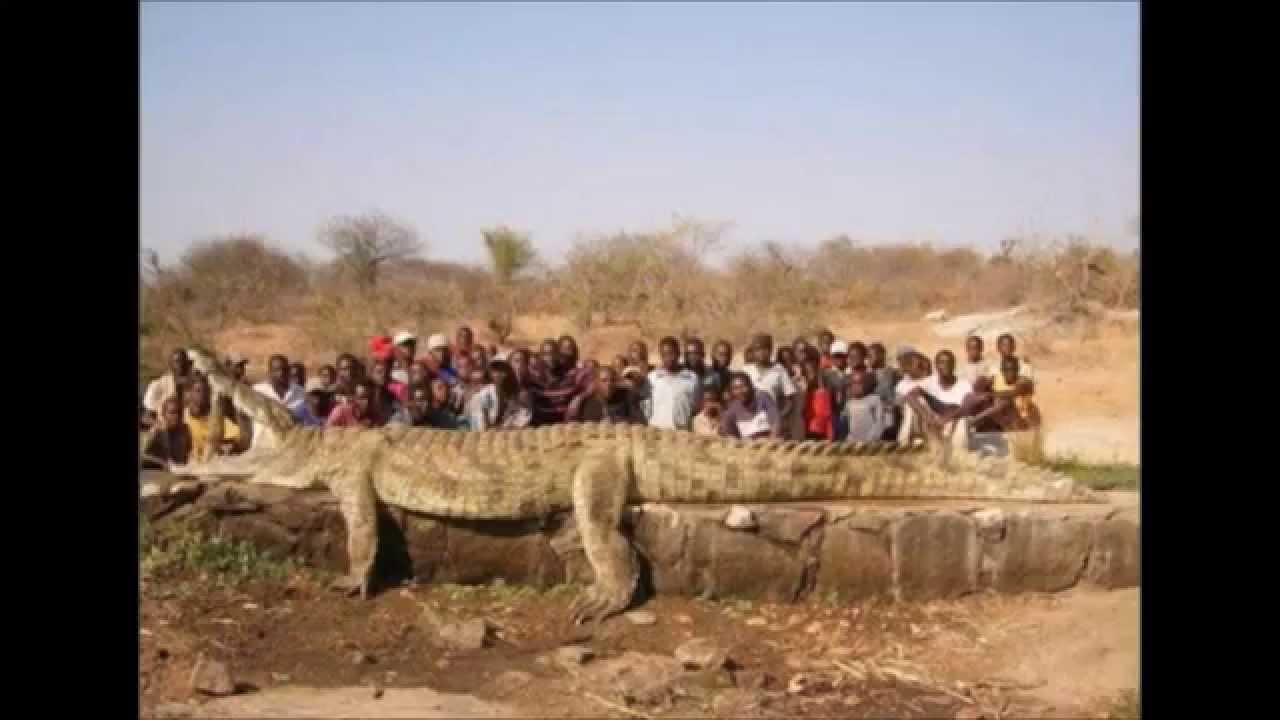 巨大ナイルワニ 体長７メートル 体重１トン ギュスターブ Youtube