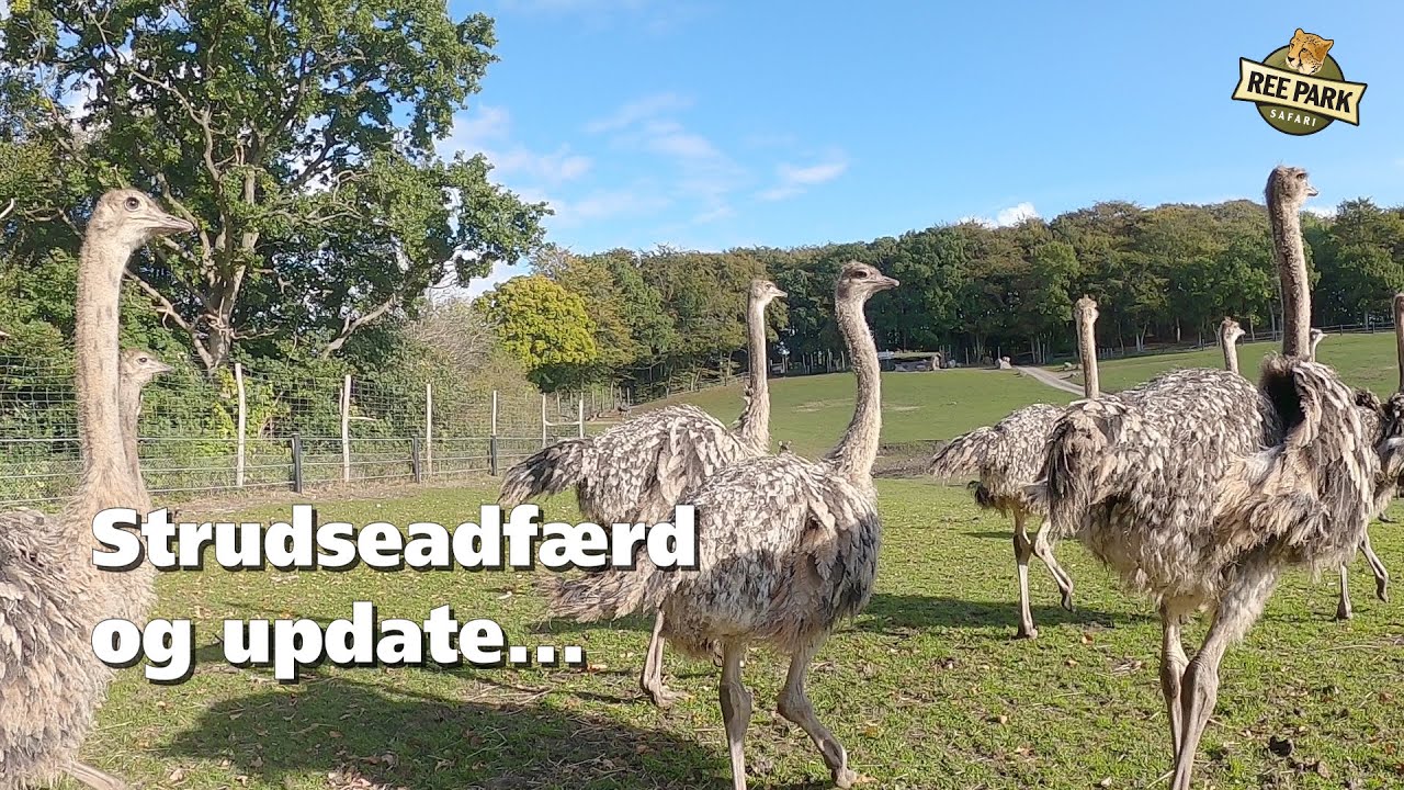 Strudseadfærd