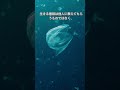 クラムボンもわたしも笑ったよ!