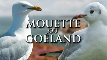 Quel est l'autre nom de la mouette ?