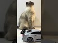• “Our cat’s reaction to the new drift car — did she like it?”