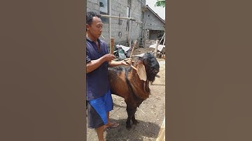 Thumbnail of kambing jawa randu super jumbo..dgn hargA yg fantastis...warrrbiasaaa