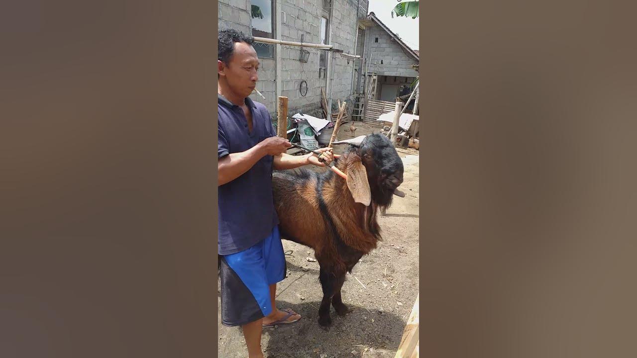 kambing jawa randu super jumbo..dgn hargA yg fantastis...warrrbiasaaa