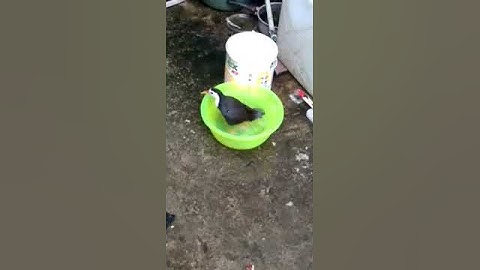 Ruak-Ruak pikat mandi diluar kandang