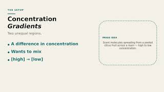 M3 L6 Slide 2 Concentration Gradients