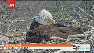 When & Where Do Bald Eagles Build Their Nests? #shorts 