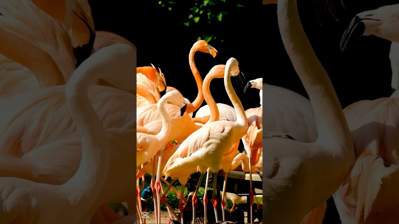 Flamingos Are Not Born Pink – Here’s Why! 🦩🔥