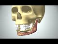 Revolution in Bone Regeneration