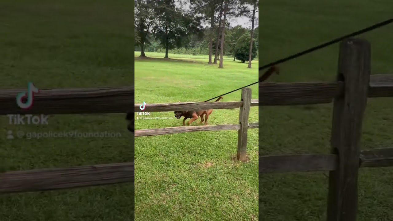 Bloodhound Incredible JUMPS!