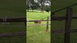 Bloodhound Incredible Jumps