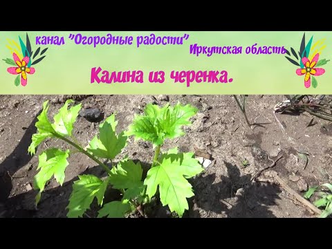 Видео: Можно ли укоренить калину?